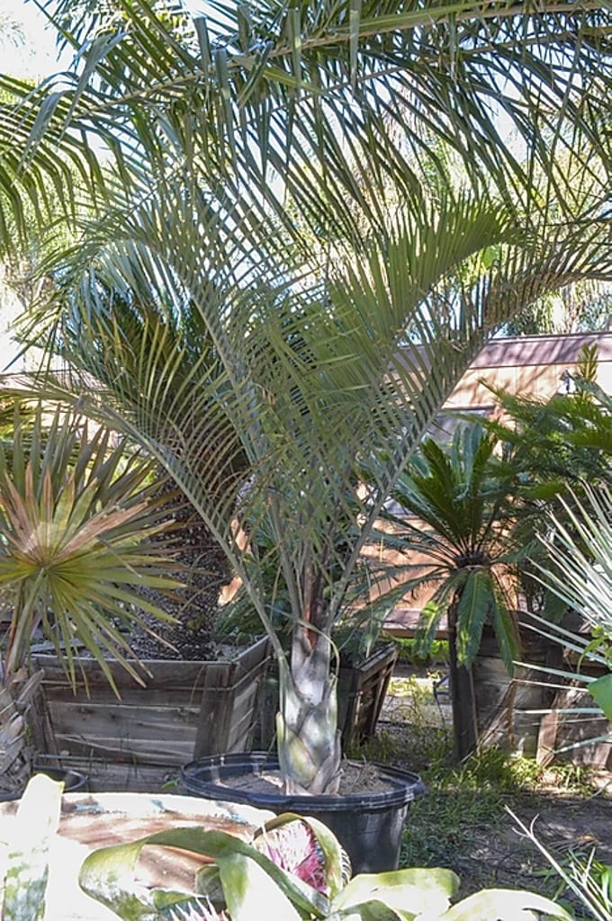 Dypsis decaryi — Triangle Palm — Palm Trees — free download
